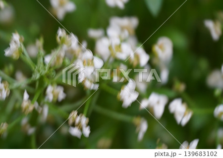 Blurred Alyssum Flowers Nature Background Image 139683102