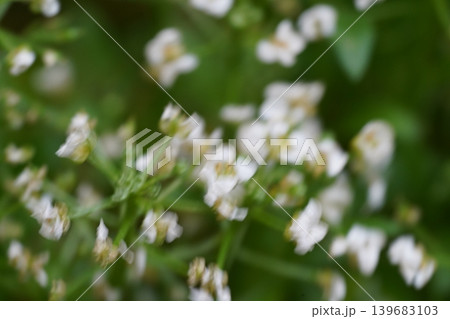 Sweet Alyssum Lobularia maritima Floral Close Up Sweet Alyssum Lobularia maritima Floral Close Up 139683103