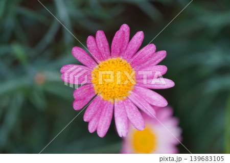 Close up of a beautiful Pink Marguerite Daisy Flower 139683105