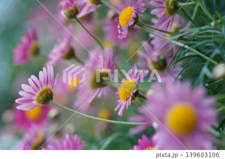 Close Up View of Argyranthemum Flowers Close Up View of Argyranthemum Flowers 139683106