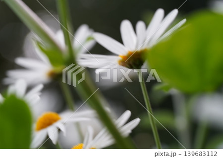 Close up of beautiful white Daisies in nature Close up of beautiful white Daisies in nature 139683112