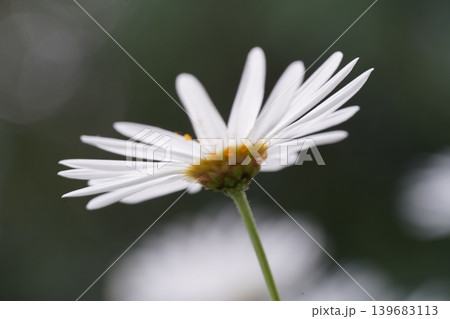 Close Up of a White Marguerite Daisy Flower 139683113