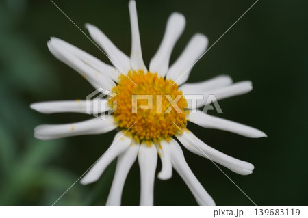 Beautiful Argyranthemum Flower Close Up Photography Beautiful Argyranthemum Flower Close Up Photography 139683119