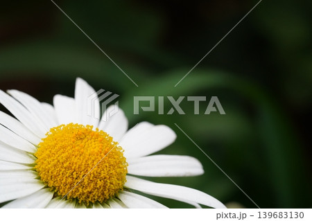 Close Up of a Daisy Flower with White Petals Close Up of a Daisy Flower with White Petals 139683130