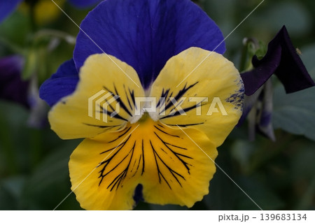 Closeup of a Vibrant Pansy Flower 139683134