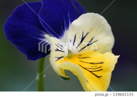 Closeup of a Colorful Viola Flower in Bloom 139683135