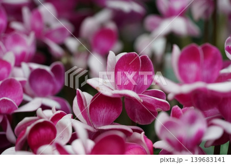 Close up of Pink and White Cyclamen Flowers Close up of Pink and White Cyclamen Flowers 139683141
