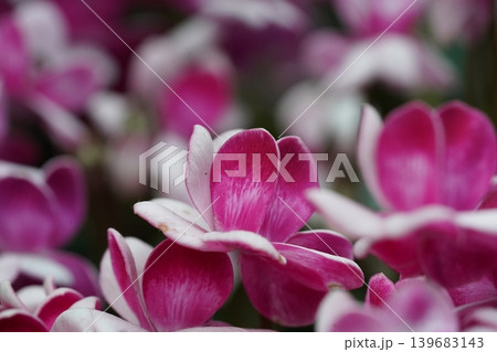 Pink and White Cyclamen Flowers Close Up Pink and White Cyclamen Flowers Close Up 139683143