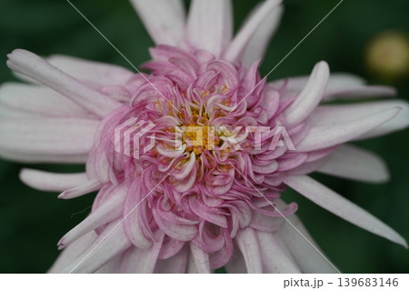 Chrysanthemum Flower Close Up Pink and White Petals 139683146