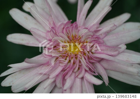 Close up of a beautiful pink chrysanthemum flower 139683148