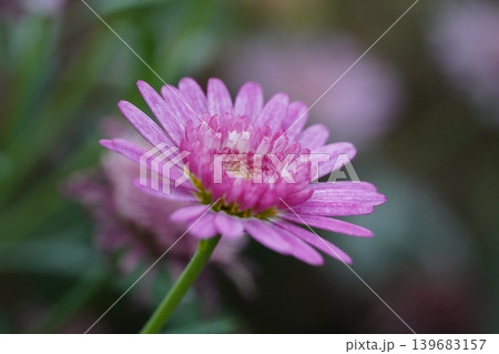 Close up of a Pink Marguerite Daisy Flower Close up of a Pink Marguerite Daisy Flower 139683157