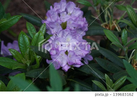 Beautiful Purple Rhododendron Flowers in Full Bloom 139683162