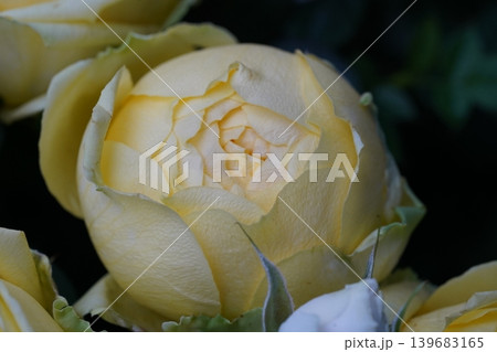 Close Up of a Yellow Rose Bud Close Up of a Yellow Rose Bud 139683165