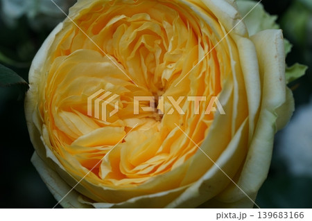 Yellow Rose Close Up Beautiful Petals Blossom Macro Yellow Rose Close Up Beautiful Petals Blossom Macro 139683166