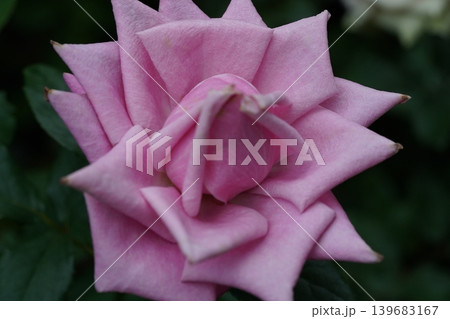 Pink Rose Blossom Close Up Flower Photography 139683167