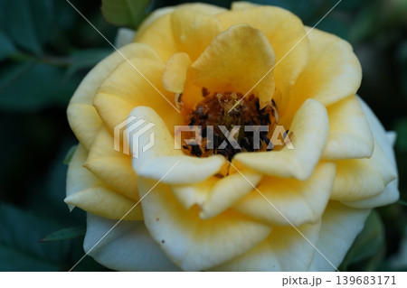 Close Up of a Blooming Yellow Rose Flower Close Up of a Blooming Yellow Rose Flower 139683171