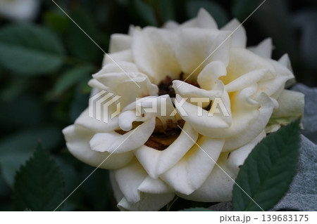 Closeup of a Delicate White Rosa Flower Bloom Closeup of a Delicate White Rosa Flower Bloom 139683175