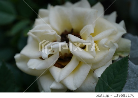 Close-up of a Beautiful White Rose Bloom Close-up of a Beautiful White Rose Bloom 139683176