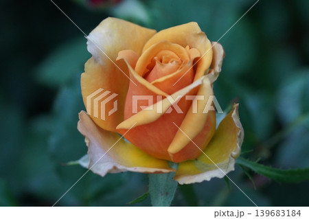 Close Up View of a Yellow Orange Rose 139683184
