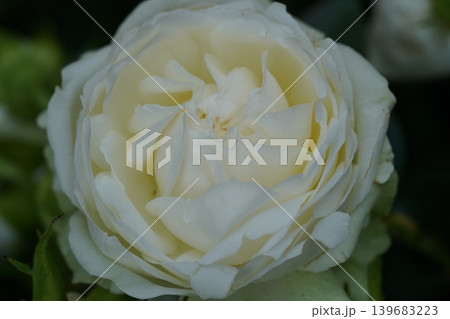 Close Up of Elegant White Rose Flower Bloom Close Up of Elegant White Rose Flower Bloom 139683223