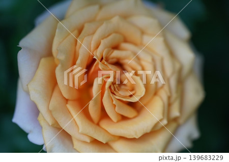 Close Up of a Beautiful Peach Rose Bloom Close Up of a Beautiful Peach Rose Bloom 139683229