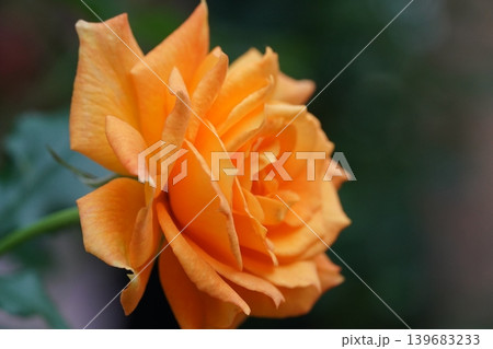 Beautiful Orange Rose Flower Close Up 139683233