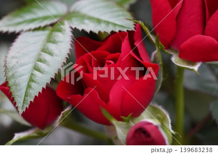 Vibrant Red Rose Blossom with Serrated Green Leaves Vibrant Red Rose Blossom with Serrated Green Leaves 139683238