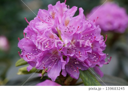 Pink Rhododendron Flower Bloom Close Up 139683245