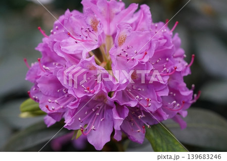Beautiful Purple Rhododendron Flower in Full Bloom 139683246