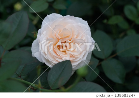 Delicate Peach Rose Bloom Close Up Beauty Delicate Peach Rose Bloom Close Up Beauty 139683247