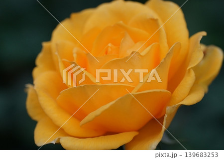 Close Up of a Beautiful Yellow Rose Blossom 139683253