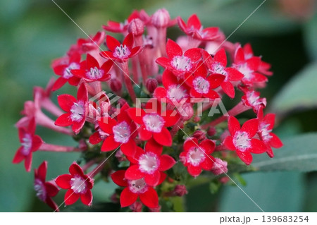 Red Pentas Flowers Close Up Beauty of Nature Red Pentas Flowers Close Up Beauty of Nature 139683254