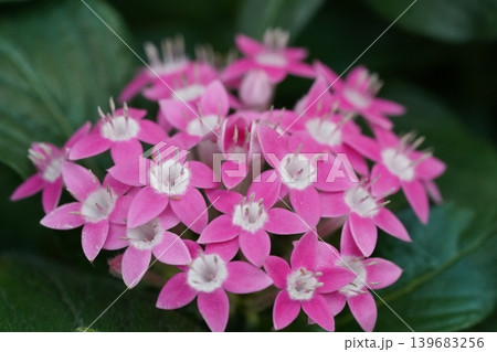 Close Up View of Pink Pentas Flowers Close Up View of Pink Pentas Flowers 139683256