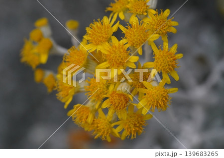 Beautiful Yellow Silver Ragwort Flowers in Bloom Beautiful Yellow Silver Ragwort Flowers in Bloom 139683265