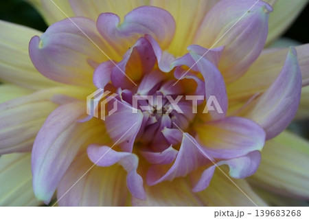 Close Up of Dahlia Flower in Bloom 139683268