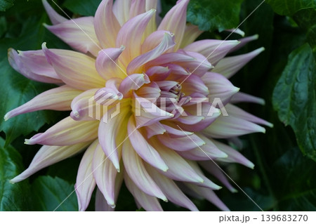 Close up of a Dahlia Flower Bloom Delicate Petals 139683270