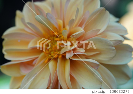 Peach Colored Dahlia Flower Macro Photography Close Up 139683275