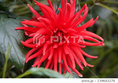 Brilliant Red Dahlia Flower Close Up Photography Brilliant Red Dahlia Flower Close Up Photography 139683276