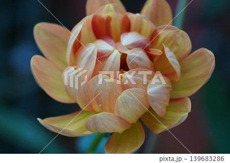 Close Up View of a Beautiful Dahlia Flower Close Up View of a Beautiful Dahlia Flower 139683286
