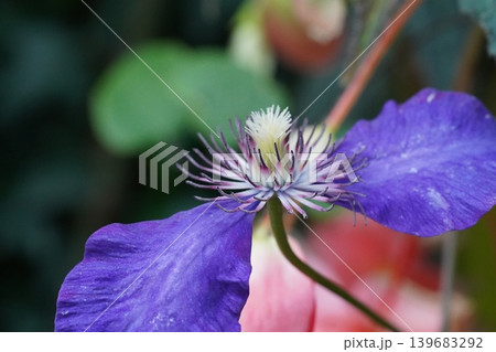 Clematis Flower Close Up Purple and White Bloom Clematis Flower Close Up Purple and White Bloom 139683292
