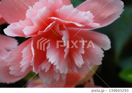 Close up of a Pink Begonia Flower Macro Shot Close up of a Pink Begonia Flower Macro Shot 139683293