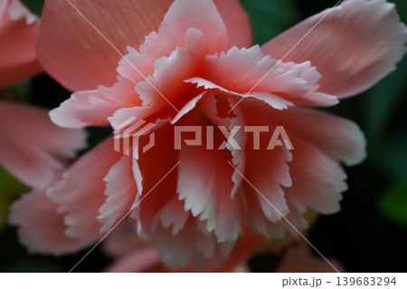 Close Up of a Beautiful Begonia Flower Blossom Close Up of a Beautiful Begonia Flower Blossom 139683294