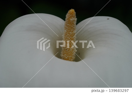 Close up of a White Calla Lily Flower Close up of a White Calla Lily Flower 139683297