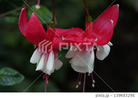 Hanging Fuchsia Flowers Red and White Hanging Fuchsia Flowers Red and White 139683298
