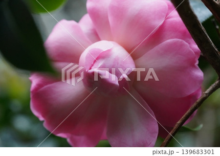 Pink Camellia Flower Close Up Beautiful Bloom Pink Camellia Flower Close Up Beautiful Bloom 139683301