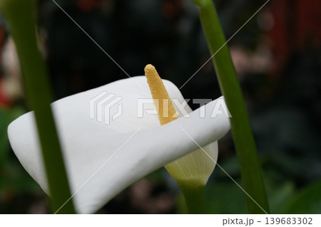 Elegant White Calla Lily Flower Macro Shot Elegant White Calla Lily Flower Macro Shot 139683302