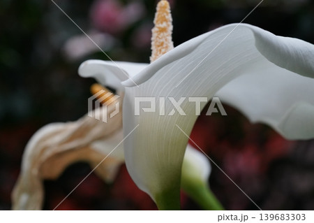 Elegant White Calla Lily Flower Close Up Photography Elegant White Calla Lily Flower Close Up Photography 139683303