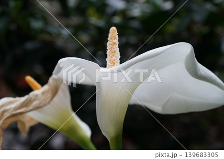 Elegant White Calla Lily Flower Macro Photograph Elegant White Calla Lily Flower Macro Photograph 139683305