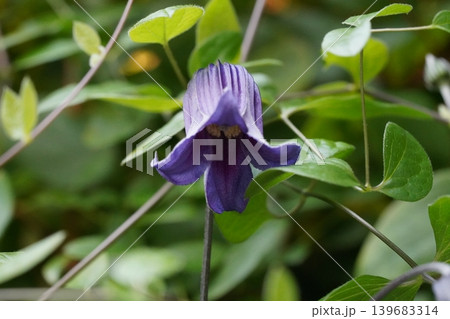 Clematis Flower Close Up Purple Petals Green Leaves 139683314
