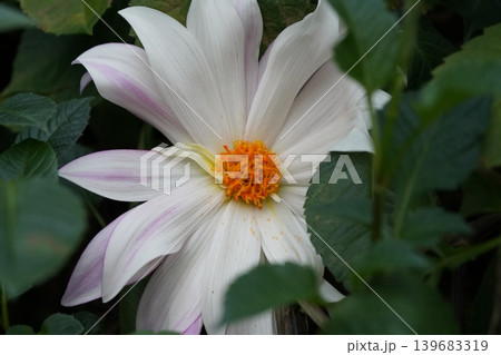 Elegant White Dahlia Flower Close Up Elegant White Dahlia Flower Close Up 139683319